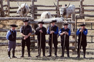 A magyar szürke szarvasmarha fajta népszerűsítése és a tenyészállat utánpótlást biztosító értékesítés a cél  a Magyar Szürke Bika Vásáron és Tenyészszemlén.Az árverésre kerülő tenyészállatok többsége a hortobágyi pásztorok keze alatt a Hortobágyi Nonprofit Kft. legelőin nevelkedtek.A megfelelő bikanevelést és minősítést a Magyar Szürke Szarvasmarhát Tenyésztők Egyesülete felügyeli. Az Egyesület és a cég közötti szoros szakmai kapcsolat eredményei ezek a tenyészállatok, melyek a fajta fenntartásának zálogai.A rendezvény helyszínén, a Pusztai Állatparkban ilyenkor a harmadéves vagyis harmadfű, fajta jellegének megfelelő, több minősítésen is átesett, külterjesen fölnevelt tenyészbikák vonulnak fel és kerülnek árverésre. Mind a nagyközönségnek, mind pedig a szakembereknek különleges élményt nyújt a tenyészállatok látványa és a hortobágyi gulyások szakmai fogásai, melyeket a mindennapi munkájuk során is alkalmaznak.-stock-foto