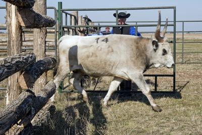 A magyar szürke szarvasmarha fajta népszerűsítése és a tenyészállat utánpótlást biztosító értékesítés a cél  a Magyar Szürke Bika Vásáron és Tenyészszemlén.Az árverésre kerülő tenyészállatok többsége a hortobágyi pásztorok keze alatt a Hortobágyi Nonprofit Kft. legelőin nevelkedtek.A megfelelő bikanevelést és minősítést a Magyar Szürke Szarvasmarhát Tenyésztők Egyesülete felügyeli. Az Egyesület és a cég közötti szoros szakmai kapcsolat eredményei ezek a tenyészállatok, melyek a fajta fenntartásának zálogai.A rendezvény helyszínén, a Pusztai Állatparkban ilyenkor a harmadéves vagyis harmadfű, fajta jellegének megfelelő, több minősítésen is átesett, külterjesen fölnevelt tenyészbikák vonulnak fel és kerülnek árverésre. Mind a nagyközönségnek, mind pedig a szakembereknek különleges élményt nyújt a tenyészállatok látványa és a hortobágyi gulyások szakmai fogásai, melyeket a mindennapi munkájuk során is alkalmaznak.-stock-foto