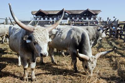 A magyar szürke szarvasmarha fajta népszerűsítése és a tenyészállat utánpótlást biztosító értékesítés a cél  a Magyar Szürke Bika Vásáron és Tenyészszemlén.Az árverésre kerülő tenyészállatok többsége a hortobágyi pásztorok keze alatt a Hortobágyi Nonprofit Kft. legelőin nevelkedtek.A megfelelő bikanevelést és minősítést a Magyar Szürke Szarvasmarhát Tenyésztők Egyesülete felügyeli. Az Egyesület és a cég közötti szoros szakmai kapcsolat eredményei ezek a tenyészállatok, melyek a fajta fenntartásának zálogai.A rendezvény helyszínén, a Pusztai Állatparkban ilyenkor a harmadéves vagyis harmadfű, fajta jellegének megfelelő, több minősítésen is átesett, külterjesen fölnevelt tenyészbikák vonulnak fel és kerülnek árverésre. Mind a nagyközönségnek, mind pedig a szakembereknek különleges élményt nyújt a tenyészállatok látványa és a hortobágyi gulyások szakmai fogásai, melyeket a mindennapi munkájuk során is alkalmaznak.-stock-foto