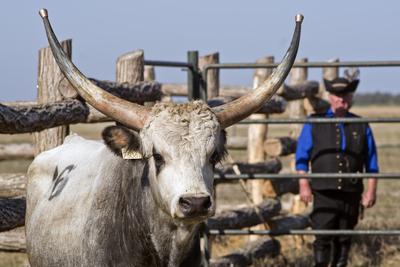 A magyar szürke szarvasmarha fajta népszerűsítése és a tenyészállat utánpótlást biztosító értékesítés a cél  a Magyar Szürke Bika Vásáron és Tenyészszemlén.Az árverésre kerülő tenyészállatok többsége a hortobágyi pásztorok keze alatt a Hortobágyi Nonprofit Kft. legelőin nevelkedtek.A megfelelő bikanevelést és minősítést a Magyar Szürke Szarvasmarhát Tenyésztők Egyesülete felügyeli. Az Egyesület és a cég közötti szoros szakmai kapcsolat eredményei ezek a tenyészállatok, melyek a fajta fenntartásának zálogai.A rendezvény helyszínén, a Pusztai Állatparkban ilyenkor a harmadéves vagyis harmadfű, fajta jellegének megfelelő, több minősítésen is átesett, külterjesen fölnevelt tenyészbikák vonulnak fel és kerülnek árverésre. Mind a nagyközönségnek, mind pedig a szakembereknek különleges élményt nyújt a tenyészállatok látványa és a hortobágyi gulyások szakmai fogásai, melyeket a mindennapi munkájuk során is alkalmaznak.-stock-foto