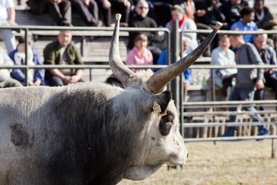 A magyar szürke szarvasmarha fajta népszerűsítése és a tenyészállat utánpótlást biztosító értékesítés a cél  a Magyar Szürke Bika Vásáron és Tenyészszemlén.Az árverésre kerülő tenyészállatok többsége a hortobágyi pásztorok keze alatt a Hortobágyi Nonprofit Kft. legelőin nevelkedtek.A megfelelő bikanevelést és minősítést a Magyar Szürke Szarvasmarhát Tenyésztők Egyesülete felügyeli. Az Egyesület és a cég közötti szoros szakmai kapcsolat eredményei ezek a tenyészállatok, melyek a fajta fenntartásának zálogai.A rendezvény helyszínén, a Pusztai Állatparkban ilyenkor a harmadéves vagyis harmadfű, fajta jellegének megfelelő, több minősítésen is átesett, külterjesen fölnevelt tenyészbikák vonulnak fel és kerülnek árverésre. Mind a nagyközönségnek, mind pedig a szakembereknek különleges élményt nyújt a tenyészállatok látványa és a hortobágyi gulyások szakmai fogásai, melyeket a mindennapi munkájuk során is alkalmaznak.-stock-foto
