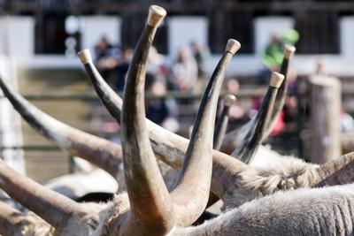 A magyar szürke szarvasmarha fajta népszerűsítése és a tenyészállat utánpótlást biztosító értékesítés a cél  a Magyar Szürke Bika Vásáron és Tenyészszemlén.Az árverésre kerülő tenyészállatok többsége a hortobágyi pásztorok keze alatt a Hortobágyi Nonprofit Kft. legelőin nevelkedtek.A megfelelő bikanevelést és minősítést a Magyar Szürke Szarvasmarhát Tenyésztők Egyesülete felügyeli. Az Egyesület és a cég közötti szoros szakmai kapcsolat eredményei ezek a tenyészállatok, melyek a fajta fenntartásának zálogai.A rendezvény helyszínén, a Pusztai Állatparkban ilyenkor a harmadéves vagyis harmadfű, fajta jellegének megfelelő, több minősítésen is átesett, külterjesen fölnevelt tenyészbikák vonulnak fel és kerülnek árverésre. Mind a nagyközönségnek, mind pedig a szakembereknek különleges élményt nyújt a tenyészállatok látványa és a hortobágyi gulyások szakmai fogásai, melyeket a mindennapi munkájuk során is alkalmaznak.-stock-foto