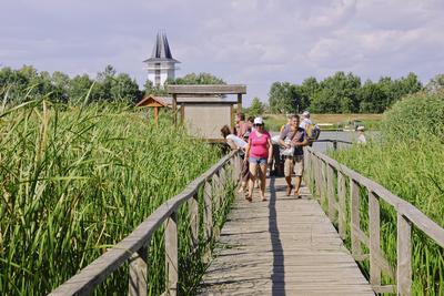 MADÁRBAN GAZDAG TISZATAVI VIZISÉTÁNY ÉS TANÖSVÉNY Poroszlóról Tiszafüred felé tartva a nagy híd előtt a Fűzfa Panziónál kell lekenyarodni és  poroszlói parttól 500 m- re van. Ide a kikőtőből induló motorcsónakokkal visznek be, ha elég látogató összegyűlik, de fél óránál tovább nem kell várni.-stock-foto