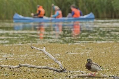MADÁRBAN GAZDAG TISZATAVI VIZISÉTÁNY ÉS TANÖSVÉNY Poroszlóról Tiszafüred felé tartva a nagy híd előtt a Fűzfa Panziónál kell lekenyarodni és  poroszlói parttól 500 m- re van. Ide a kikőtőből induló motorcsónakokkal visznek be, ha elég látogató összegyűlik, de fél óránál tovább nem kell várni.-stock-foto