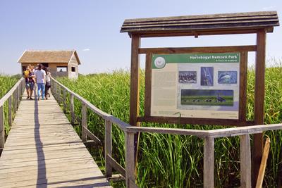 MADÁRBAN GAZDAG TISZATAVI VIZISÉTÁNY ÉS TANÖSVÉNY Poroszlóról Tiszafüred felé tartva a nagy híd előtt a Fűzfa Panziónál kell lekenyarodni és  poroszlói parttól 500 m- re van. Ide a kikőtőből induló motorcsónakokkal visznek be, ha elég látogató összegyűlik, de fél óránál tovább nem kell várni.-stock-foto