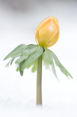 Kinyílik a téltemető akkor megérkezett a tavasz, tartja a közmondás, és gyakran ez a növény jelzi a természet ébredezését a leggyakrabban, hiszen már februárban, a hó alól is virágzik ha kell.-stock-foto