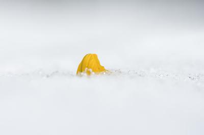 Kinyílik a téltemető akkor megérkezett a tavasz, tartja a közmondás, és gyakran ez a növény jelzi a természet ébredezését a leggyakrabban, hiszen már februárban, a hó alól is virágzik ha kell.-stock-foto