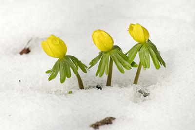 Kinyílik a téltemető akkor megérkezett a tavasz, tartja a közmondás, és gyakran ez a növény jelzi a természet ébredezését a leggyakrabban, hiszen már februárban, a hó alól is virágzik ha kell.-stock-photo