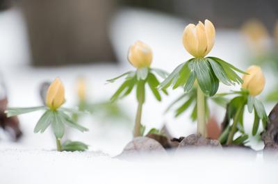 Kinyílik a téltemető akkor megérkezett a tavasz, tartja a közmondás, és gyakran ez a növény jelzi a természet ébredezését a leggyakrabban, hiszen már februárban, a hó alól is virágzik ha kell.-stock-foto