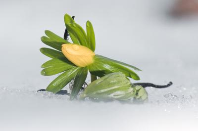 Kinyílik a téltemető akkor megérkezett a tavasz, tartja a közmondás, és gyakran ez a növény jelzi a természet ébredezését a leggyakrabban, hiszen már februárban, a hó alól is virágzik ha kell.-stock-foto