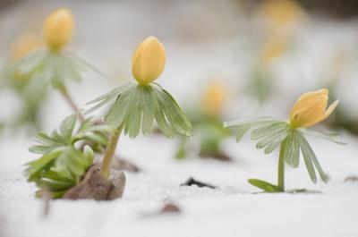 Kinyílik a téltemető akkor megérkezett a tavasz, tartja a közmondás, és gyakran ez a növény jelzi a természet ébredezését a leggyakrabban, hiszen már februárban, a hó alól is virágzik ha kell.-stock-photo