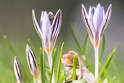 Tarka sáfrány-stock-foto