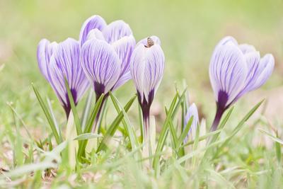A díszkertek korai növénye a Sáfrány-stock-foto