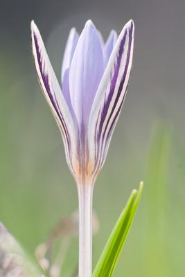 Tarka sáfrány-stock-foto