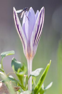 Tarka sáfrány-stock-foto