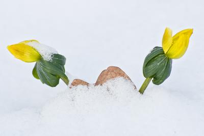 A téltemető (Eranthis hyemalis) Európában őshonos növényfaj. Az eredeti eredeti előfordulási területe Franciaország, Olaszország és a Balkán északi fele. Magyarországon nem őshonos, azonban korai betelepítések miatt nálunk a vadonban is szétterjedt.-stock-foto
