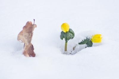 A téltemető (Eranthis hyemalis) Európában őshonos növényfaj. Az eredeti eredeti előfordulási területe Franciaország, Olaszország és a Balkán északi fele. Magyarországon nem őshonos, azonban korai betelepítések miatt nálunk a vadonban is szétterjedt.-stock-foto
