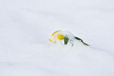 A téltemető (Eranthis hyemalis) Európában őshonos növényfaj. Az eredeti eredeti előfordulási területe Franciaország, Olaszország és a Balkán északi fele. Magyarországon nem őshonos, azonban korai betelepítések miatt nálunk a vadonban is szétterjedt.-stock-foto