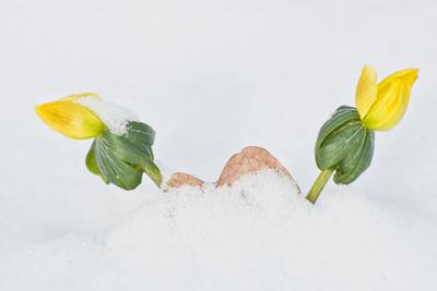 A téltemető (Eranthis hyemalis) Európában őshonos növényfaj. Az eredeti eredeti előfordulási területe Franciaország, Olaszország és a Balkán északi fele. Magyarországon nem őshonos, azonban korai betelepítések miatt nálunk a vadonban is szétterjedt.-stock-foto