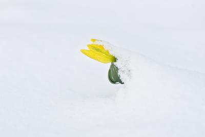 A téltemető (Eranthis hyemalis) Európában őshonos növényfaj. Az eredeti eredeti előfordulási területe Franciaország, Olaszország és a Balkán északi fele. Magyarországon nem őshonos, azonban korai betelepítések miatt nálunk a vadonban is szétterjedt.-stock-foto