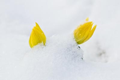 A téltemető (Eranthis hyemalis) Európában őshonos növényfaj. Az eredeti eredeti előfordulási területe Franciaország, Olaszország és a Balkán északi fele. Magyarországon nem őshonos, azonban korai betelepítések miatt nálunk a vadonban is szétterjedt.-stock-foto