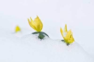 A téltemető (Eranthis hyemalis) Európában őshonos növényfaj. Az eredeti eredeti előfordulási területe Franciaország, Olaszország és a Balkán északi fele. Magyarországon nem őshonos, azonban korai betelepítések miatt nálunk a vadonban is szétterjedt.-stock-foto