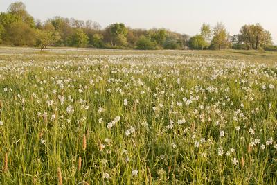 A Babócsai Basa-kert Természetvédelmi Terület 1977 óta védett kultúrtörténeti és növénytani értékei miatt. A mintegy 13 hektáros terület egyedülálló értéke a csillagos nárcisz (Narcissus stellaris), mely fehér virágszőnyegként borítja a mezőt tavasz derekán .-stock-foto