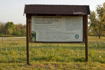 A Babócsai Basa-kert Természetvédelmi Terület 1977 óta védett kultúrtörténeti és növénytani értékei miatt. A mintegy 13 hektáros terület egyedülálló értéke a csillagos nárcisz (Narcissus stellaris), mely fehér virágszőnyegként borítja a mezőt tavasz derekán .-stock-foto