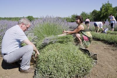 2019-ben először megnyílt a Vénkerti Levendulás, ahol legalább 2000 tő levendula várta az odalátogatókat.-stock-foto