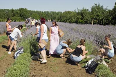 2019-ben először megnyílt a Vénkerti Levendulás, ahol legalább 2000 tő levendula várta az odalátogatókat.-stock-foto