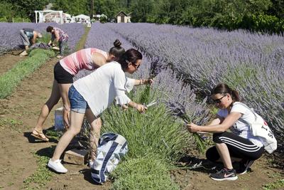 2019-ben először megnyílt a Vénkerti Levendulás, ahol legalább 2000 tő levendula várta az odalátogatókat.-stock-foto