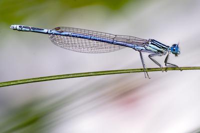 Dragonfly-stock-foto