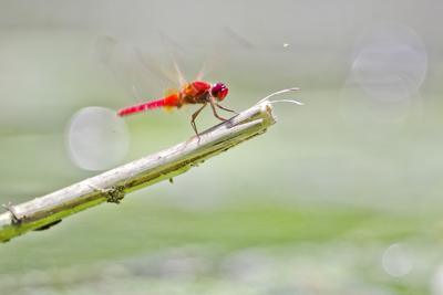 Dragonfly-stock-foto