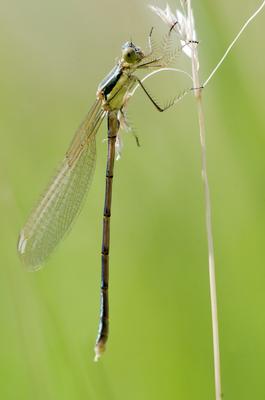 Dragonfly-stock-foto