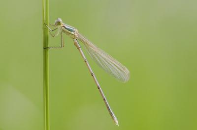 Dragonfly-stock-foto
