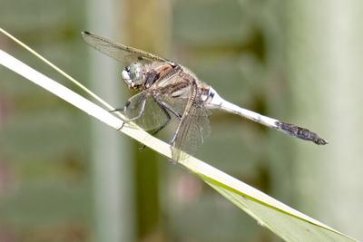 Dragonfly-stock-foto