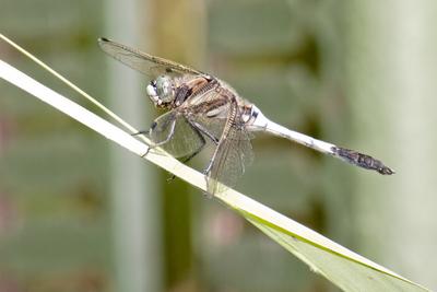 Dragonfly-stock-photo