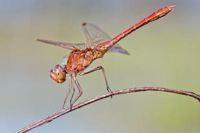 Dragonfly-stock-photo