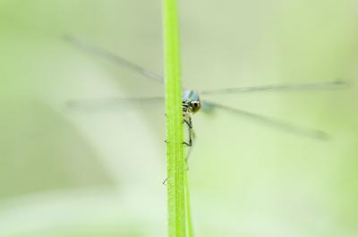 Dragonfly-stock-foto