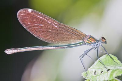 Dragonfly-stock-foto