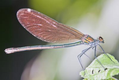 Dragonfly-stock-photo