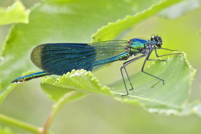 Dragonfly-stock-foto