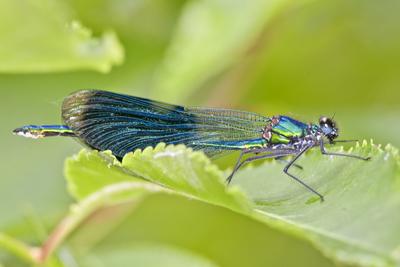 Dragonfly-stock-foto