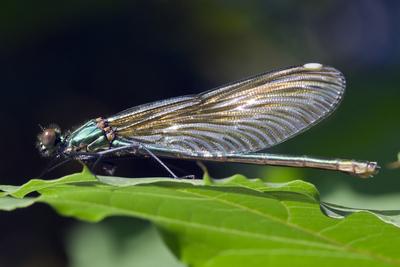 Dragonfly-stock-foto