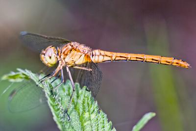 Dragonfly-stock-foto