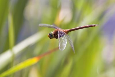 Dragonfly-stock-foto