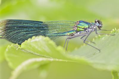 Dragonfly-stock-foto