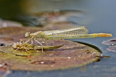 Dragonfly-stock-foto