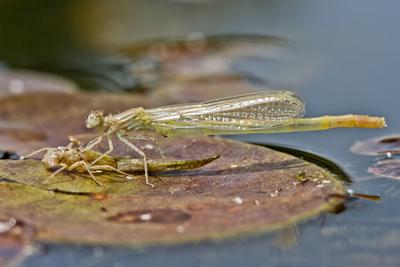 Dragonfly-stock-photo