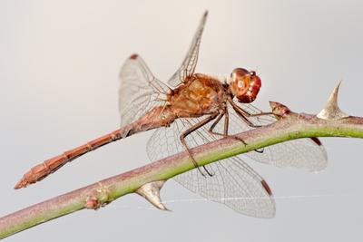 Dragonfly-stock-foto